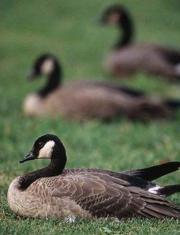 Canada Goose