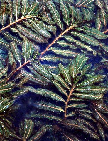 Potamogeton Crispus (Curly Pondweed)